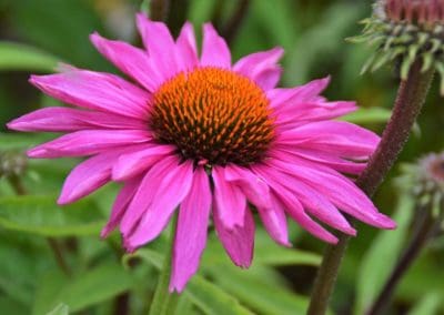 achtertuin met uitbundige en verrassende beplanting dutch quality gardens 4